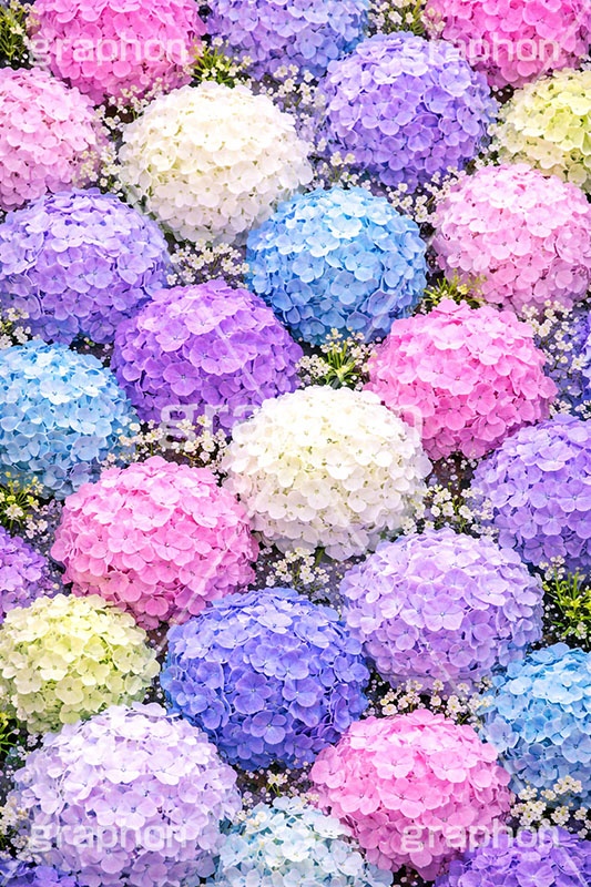 梅雨の花手水,アジサイ,お水舎,手水舎,花手水,梅雨,紫陽花,つゆ,あじさい,ホンアジサイ,季語,6月,寺,お寺,寺院,神社,参拝,お参り,手洗い場,手洗い,おみずや,手水,フォトジェニック,花,お花,フラワー,ちょうずや,ちょうずしゃ,てみずや,てみずしゃ,作法,スポット,japan,flower,june,AI生成素材