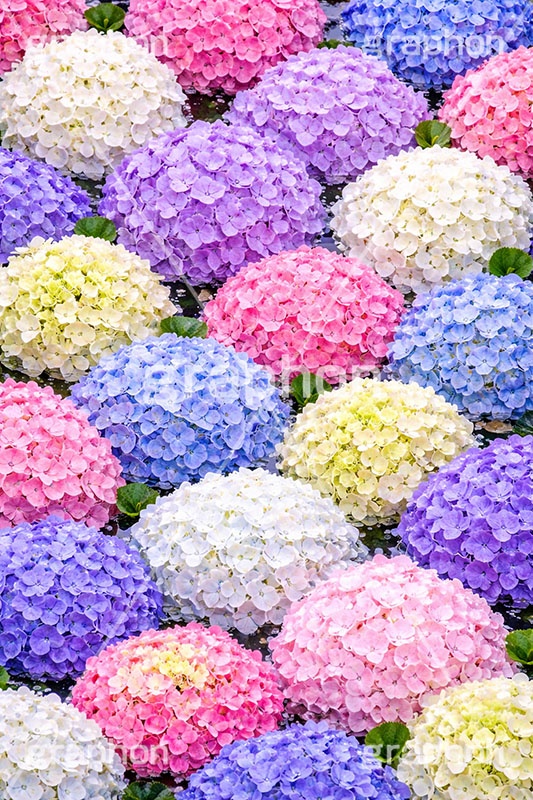 梅雨の花手水,アジサイ,お水舎,手水舎,花手水,梅雨,紫陽花,つゆ,あじさい,ホンアジサイ,季語,6月,寺,お寺,寺院,神社,参拝,お参り,手洗い場,手洗い,おみずや,手水,フォトジェニック,花,お花,フラワー,ちょうずや,ちょうずしゃ,てみずや,てみずしゃ,作法,スポット,japan,flower,june,AI生成素材