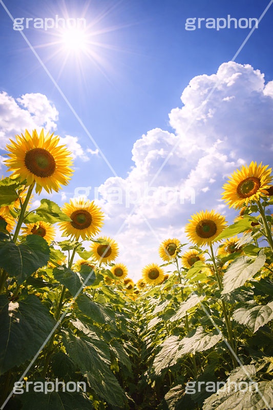 真夏のひまわり畑,日差し,向日葵と青空,夏,ひまわり畑,青空,夏空,逆光,入道雲,ヒマワリ畑,ひまわり,ヒマワリ,向日葵,花,お花,フラワー,はな,花畑,キレイ,きれい,綺麗,満開,咲,咲いた,さいた,黄色,日回り,ニチリンソウ,日輪草,ヒグルマ,日車,ヒュウガアオイ,夏の季語,季語,サマー,summer,sunflower,flower,フルサイズ撮影
