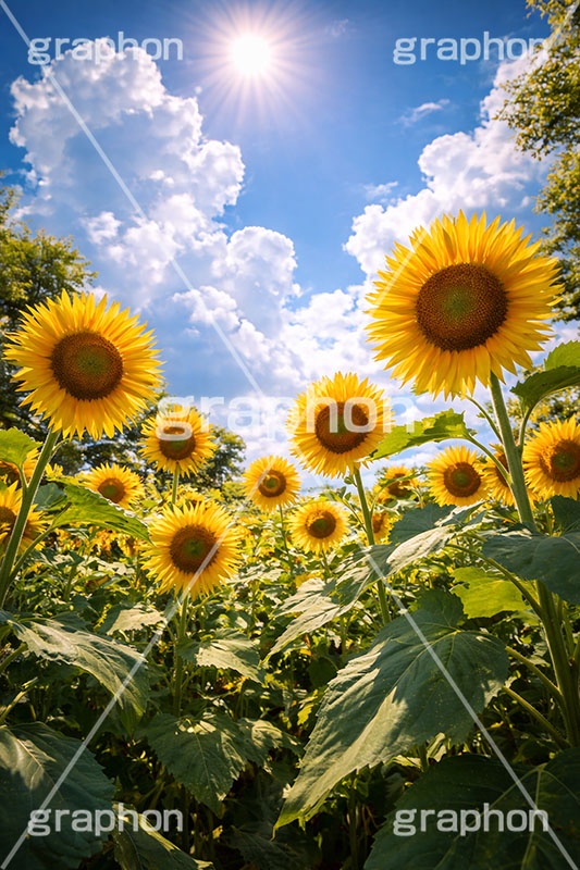 真夏のひまわり畑,日差し,向日葵と青空,夏,ひまわり畑,青空,夏空,逆光,入道雲,ヒマワリ畑,ひまわり,ヒマワリ,向日葵,花,お花,フラワー,はな,花畑,キレイ,きれい,綺麗,満開,咲,咲いた,さいた,黄色,日回り,ニチリンソウ,日輪草,ヒグルマ,日車,ヒュウガアオイ,夏の季語,季語,サマー,summer,sunflower,flower,フルサイズ撮影