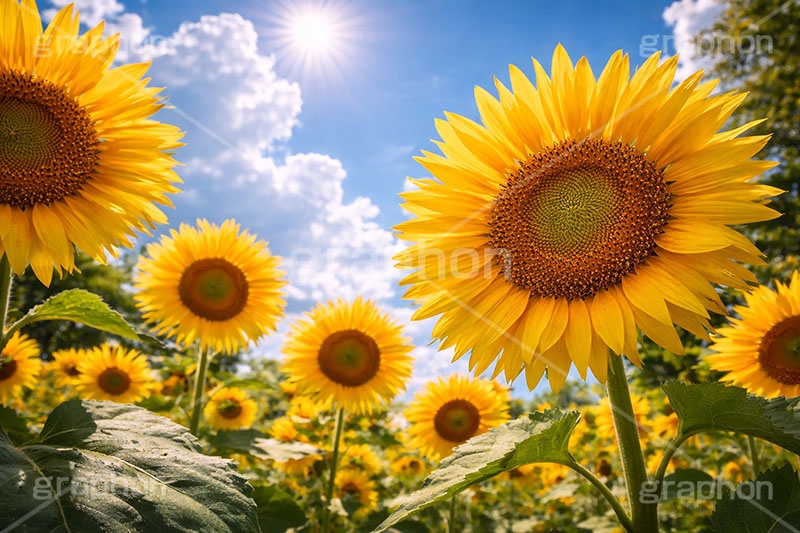 真夏のひまわり畑,夏空,入道雲,向日葵と青空,夏,ひまわり畑,青空,逆光,日差し,ヒマワリ畑,ひまわり,ヒマワリ,向日葵,花,お花,フラワー,はな,花畑,キレイ,きれい,綺麗,満開,咲,咲いた,さいた,黄色,日回り,ニチリンソウ,日輪草,ヒグルマ,日車,ヒュウガアオイ,夏の季語,季語,サマー,summer,sunflower,flower,フルサイズ撮影