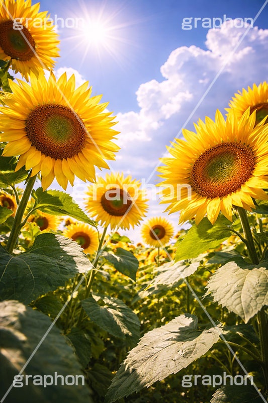 真夏のひまわり畑,夏空,入道雲,向日葵と青空,夏,ひまわり畑,青空,逆光,日差し,ヒマワリ畑,ひまわり,ヒマワリ,向日葵,花,お花,フラワー,はな,花畑,キレイ,きれい,綺麗,満開,咲,咲いた,さいた,黄色,日回り,ニチリンソウ,日輪草,ヒグルマ,日車,ヒュウガアオイ,夏の季語,季語,サマー,summer,sunflower,flower,フルサイズ撮影