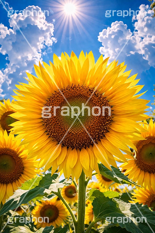 真夏のひまわり畑,逆光,向日葵,向日葵と青空,夏,ひまわり畑,青空,夏空,日差し,入道雲,ヒマワリ畑,ひまわり,ヒマワリ,花,お花,フラワー,はな,花畑,キレイ,きれい,綺麗,満開,咲,咲いた,さいた,黄色,日回り,ニチリンソウ,日輪草,ヒグルマ,日車,ヒュウガアオイ,夏の季語,季語,サマー,summer,sunflower,flower,フルサイズ撮影