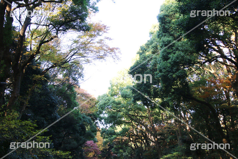 明治神宮,めいじじんぐう,渋谷区,明治天皇,昭憲皇太后,祭神,明治,神宫,境内,御苑,外苑,原宿