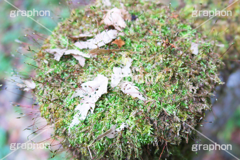 苔から芽,自然,木々,草木,苔,芽,コケ,こけ,ナチュラル,スピリチュアル,いのち,命,生命,芽生,葉,サスティナブル,サステナビリティ,サスティナビリティ,sustainable,sustainability,natural,spiritual