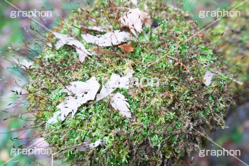 苔から芽,自然,木々,草木,苔,芽,コケ,こけ,ナチュラル,スピリチュアル,いのち,命,生命,芽生,葉,サスティナブル,サステナビリティ,サスティナビリティ,sustainable,sustainability,natural,spiritual