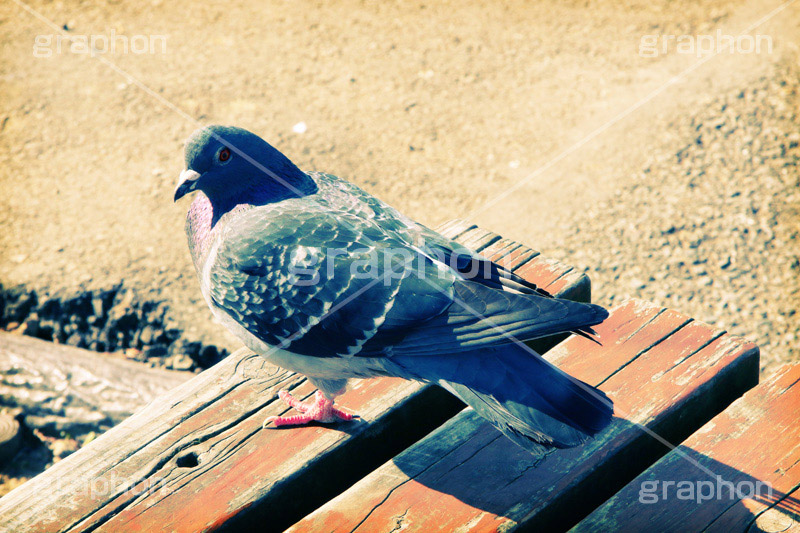 公園に鳩,トイカメラ撮影,トイカメラ,ヴィンテージ,ビンテージ,レトロ,お洒落,おしゃれ,オシャレ,味わい,トンネル効果