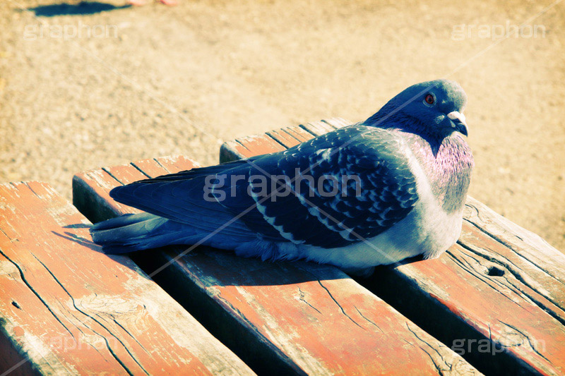 公園に鳩,トイカメラ撮影,トイカメラ,ヴィンテージ,ビンテージ,レトロ,お洒落,おしゃれ,オシャレ,味わい,トンネル効果