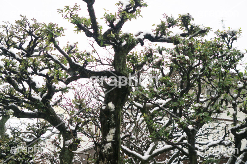 木々に積もる雪,雪,ゆき,積,木々,冬,降る,積雪,snow,winter