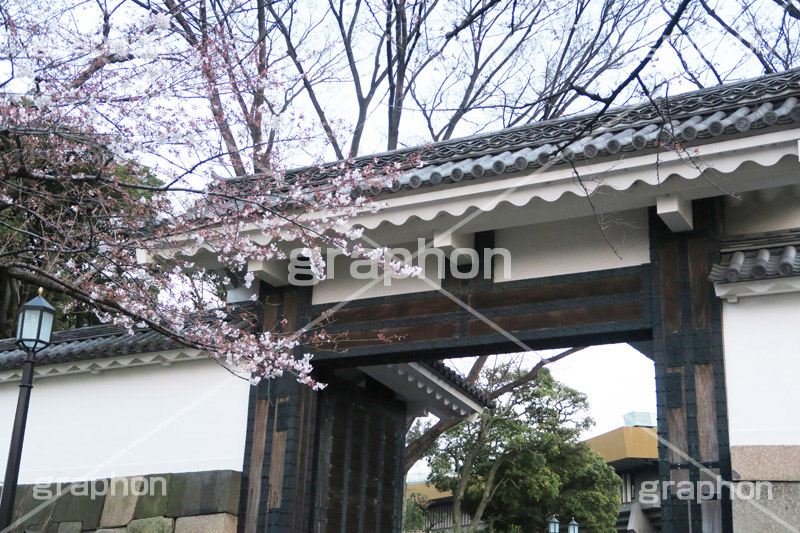 武道館の桜,武道館,九段下,牛ヶ淵,桜,ソメイヨシノ,オオシマザクラ,さくら,サクラ,桜まつり,花見,お花見,花,お花,フラワー,はな,綺麗,きれい,キレイ,満開,咲,春,千代田区,blossom,japan,flower