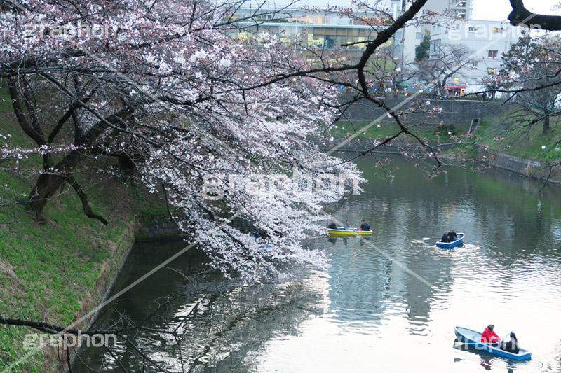 武道館の桜,武道館,九段下,牛ヶ淵,桜,ソメイヨシノ,オオシマザクラ,さくら,サクラ,桜まつり,花見,お花見,花,お花,フラワー,はな,綺麗,きれい,キレイ,満開,咲,春,千代田区,blossom,japan,flower