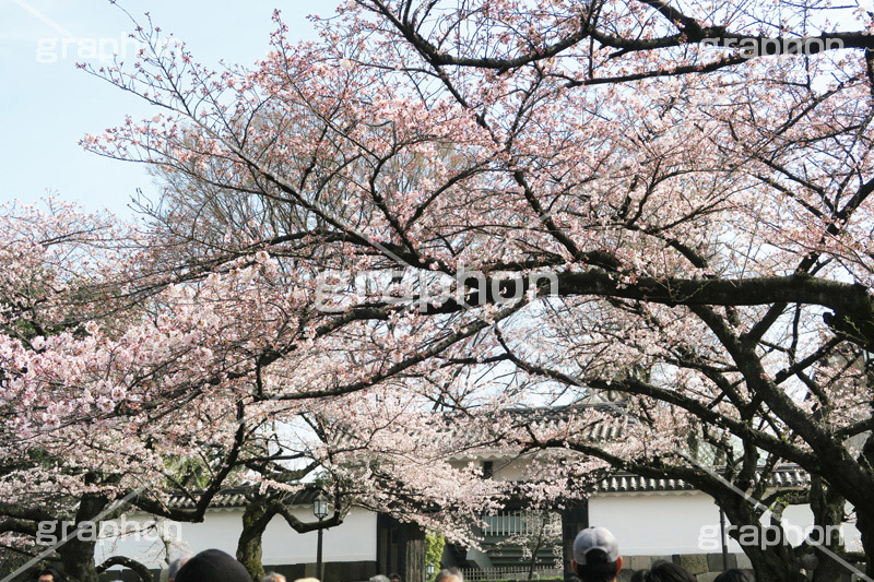 武道館の桜,武道館,九段下,牛ヶ淵,桜,ソメイヨシノ,オオシマザクラ,さくら,サクラ,桜まつり,花見,お花見,花,お花,フラワー,はな,綺麗,きれい,キレイ,満開,咲,春,千代田区,blossom,japan,flower