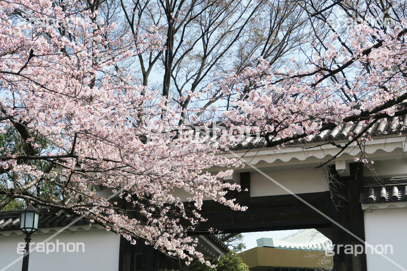 武道館の桜,武道館,九段下,牛ヶ淵,桜,ソメイヨシノ,オオシマザクラ,さくら,サクラ,桜まつり,花見,お花見,花,お花,フラワー,はな,綺麗,きれい,キレイ,満開,咲,春,千代田区,blossom,japan,flower