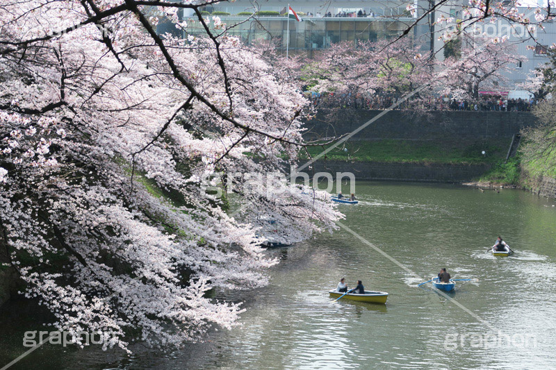 武道館の桜,武道館,九段下,牛ヶ淵,桜,ソメイヨシノ,オオシマザクラ,さくら,サクラ,桜まつり,花見,お花見,花,お花,フラワー,はな,綺麗,きれい,キレイ,満開,咲,春,千代田区,blossom,japan,flower