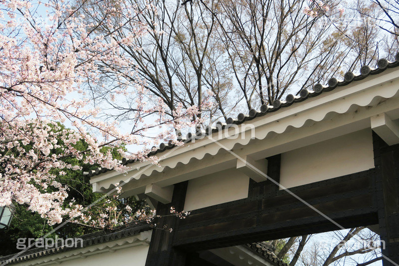 武道館の桜,武道館,九段下,牛ヶ淵,桜,ソメイヨシノ,オオシマザクラ,さくら,サクラ,桜まつり,花見,お花見,花,お花,フラワー,はな,綺麗,きれい,キレイ,満開,咲,春,千代田区,blossom,japan,flower