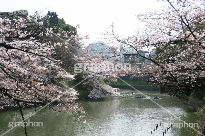 武道館の桜,武道館,九段下,牛ヶ淵,桜,ソメイヨシノ,オオシマザクラ,さくら,サクラ,桜まつり,花見,お花見,花,お花,フラワー,はな,綺麗,きれい,キレイ,満開,咲,春,千代田区,blossom,japan,flower