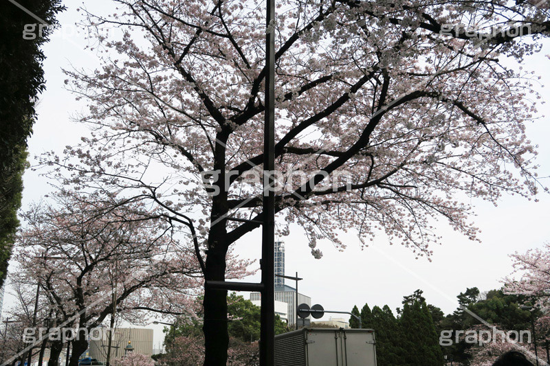 九段下の桜,九段下,桜,ソメイヨシノ,オオシマザクラ,さくら,サクラ,桜まつり,花見,お花見,花,お花,フラワー,はな,flower,花より団子,綺麗,きれい,キレイ,満開,咲,祭り,まつり,春,千代田区,blossom,japan