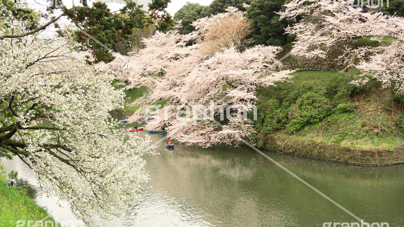 牛ヶ淵の桜,武道館,九段下,牛ヶ淵,桜,ソメイヨシノ,オオシマザクラ,さくら,サクラ,桜まつり,花見,お花見,花,お花,フラワー,はな,flower,花より団子,綺麗,きれい,キレイ,満開,咲,祭り,まつり,春,千代田区,ワイド撮影,blossom,japan