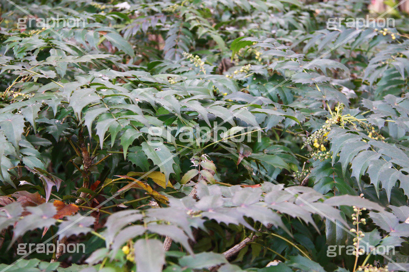 ヒイラギ,ひいらぎ,柊,疼木,柊木,森,林,雑草,モクセイ科,植物,草木,自然