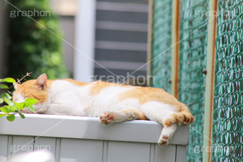 日向ぼっこ,野良猫,のら,野良,ねこ,猫,ネコ,覗く,cat