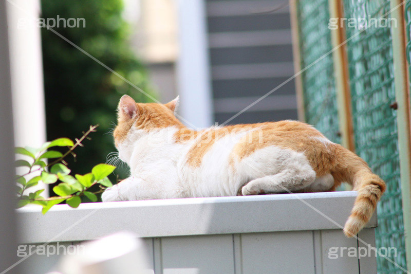 日向ぼっこ,野良猫,のら,野良,ねこ,猫,ネコ,覗く,cat