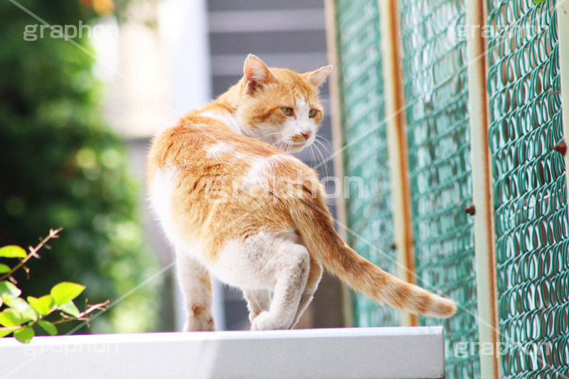 お散歩,野良猫,のら,野良,ねこ,猫,ネコ,cat