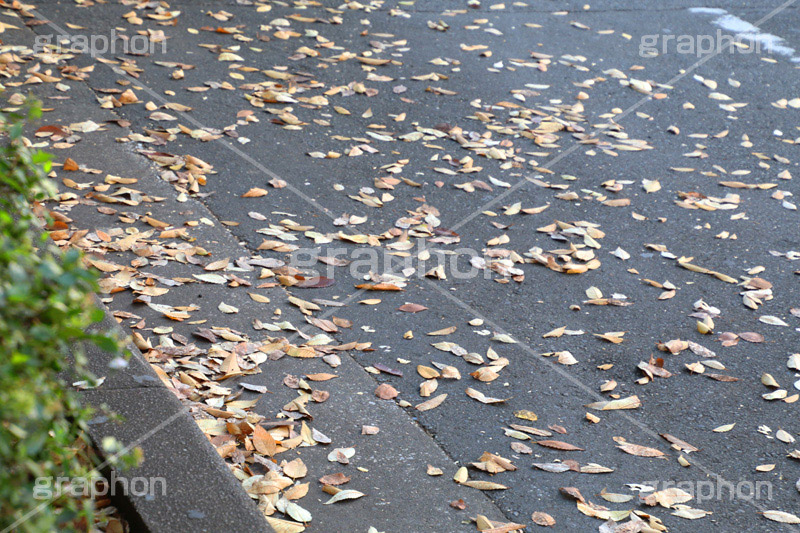 紅葉落葉,イチョウ落ち葉,イチョウ,いちょう,落ち葉,銀杏,紅葉,こうよう,もみじ,モミジ,紅葉狩り,黄葉,落葉広葉樹,カエデ科,秋,季語,色づく,キレイ,きれい,綺麗,照紅葉,照葉,japan,autumn,自然