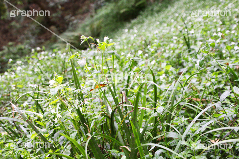 トキワツユクサ,帰化植物,ツユクサ科,多年草,ノハカタカラクサ,日陰,水辺,群落,等々力渓谷,等々力,渓谷,世田谷区,世田谷,自然,涼,マイナスイオン,谷沢川,スポット,さんぽ,散歩