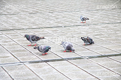 ビジネス街の鳩,ビジネス街,オフィス街,オフィス,ビジネス,鳩,はと,ハト,野鳥,business,office