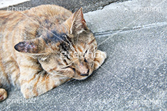 昼寝中,昼寝,日向ぼっこ,ひなたぼっこ,のら,野良,ねこ,猫,ネコ,野良猫,寝る,cat