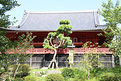 寬永寺,上野,うえの,台東区,下町,天台宗,徳川家光,寺,寺院,参拝,お参り,清水観音堂,清水,観音,文化財,重要文化財,江戸,月の松