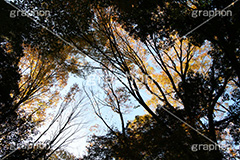 秋空,逆光紅葉,逆光,紅葉,自然,植物,木々,草木,森林,秋,japan,autumn