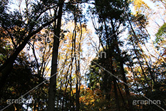 秋空,逆光紅葉,逆光,紅葉,自然,植物,木々,草木,森林,秋,japan,autumn