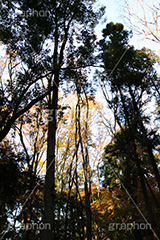 秋空,逆光紅葉,逆光,紅葉,自然,植物,木々,草木,森林,秋,japan,autumn