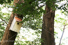 鳥の巣箱,鳥,鳥の巣,巣,巣箱,箱,穴,自然,木材,木,バード,屋根,bird