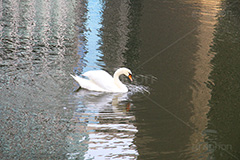 白鳥,鳥,野鳥,とり,優雅,池,泳ぐ,水面,渡り鳥,カモ科,水鳥,湖