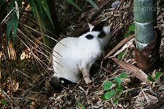 竹薮に猫,野良猫,のら,野良,ねこ,猫,ネコ,竹,雑草,落ち葉,cat