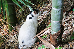 竹薮に猫,野良猫,のら,野良,ねこ,猫,ネコ,竹,雑草,落ち葉,cat