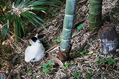 竹薮に猫,野良猫,のら,野良,ねこ,猫,ネコ,竹,雑草,落ち葉,cat