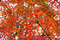 真っ赤なモミジ,もみじ,真っ赤,色づく,紅葉,自然,植物,木々,秋,赤,季語,草木,japan,autumn