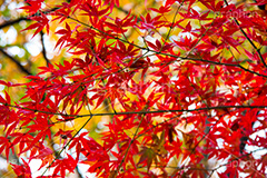 真っ赤なモミジ,もみじ,真っ赤,色づく,紅葉,自然,植物,木々,秋,赤,季語,草木,japan,autumn