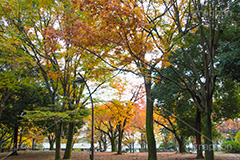 駒沢公園の紅葉,駒沢公園,世田谷区,目黒区,公園,落ち葉,紅葉,自然,植物,木々,秋,オレンジ,黄色,季語,japan,autumn,駒沢オリンピック公園,総合運動場