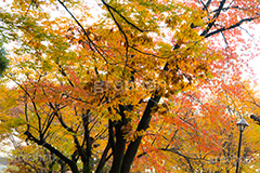 駒沢公園の紅葉,駒沢公園,世田谷区,目黒区,公園,落ち葉,紅葉,自然,植物,木々,秋,オレンジ,黄色,季語,japan,autumn,駒沢オリンピック公園,総合運動場