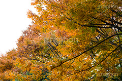 駒沢公園の紅葉,駒沢公園,世田谷区,目黒区,公園,落ち葉,紅葉,自然,植物,木々,秋,オレンジ,黄色,季語,japan,autumn,駒沢オリンピック公園,総合運動場