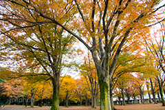 駒沢公園の紅葉,駒沢公園,世田谷区,目黒区,公園,落ち葉,紅葉,自然,植物,木々,秋,オレンジ,黄色,季語,japan,autumn,駒沢オリンピック公園,総合運動場