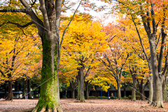 駒沢公園の紅葉,駒沢公園,世田谷区,目黒区,公園,落ち葉,紅葉,自然,植物,木々,秋,オレンジ,黄色,季語,japan,autumn,駒沢オリンピック公園,総合運動場