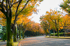 駒沢公園の紅葉,駒沢公園,世田谷区,目黒区,公園,落ち葉,紅葉,自然,植物,木々,秋,オレンジ,黄色,季語,japan,autumn,駒沢オリンピック公園,総合運動場