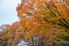 駒沢公園の紅葉,駒沢公園,世田谷区,目黒区,公園,落ち葉,紅葉,自然,植物,木々,秋,オレンジ,黄色,季語,japan,autumn,駒沢オリンピック公園,総合運動場