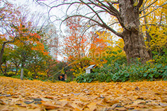 日比谷公園の紅葉,日比谷公園,千代田区,日比谷,公園,紅葉,落ち葉,秋,もみじ,モミジ,いちょう,イチョウ,銀杏,japan,autumn,都立公園,霞が関,有楽町,紅葉狩り,季語