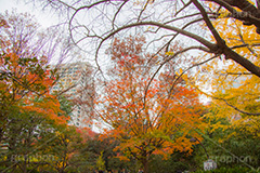 日比谷公園の紅葉,日比谷公園,千代田区,日比谷,公園,紅葉,落ち葉,秋,もみじ,モミジ,いちょう,イチョウ,銀杏,japan,autumn,都立公園,霞が関,有楽町,紅葉狩り,季語